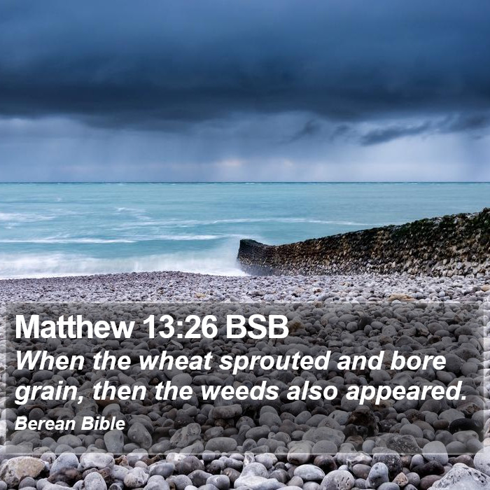 Matthew 13:26 BSB Bible Study