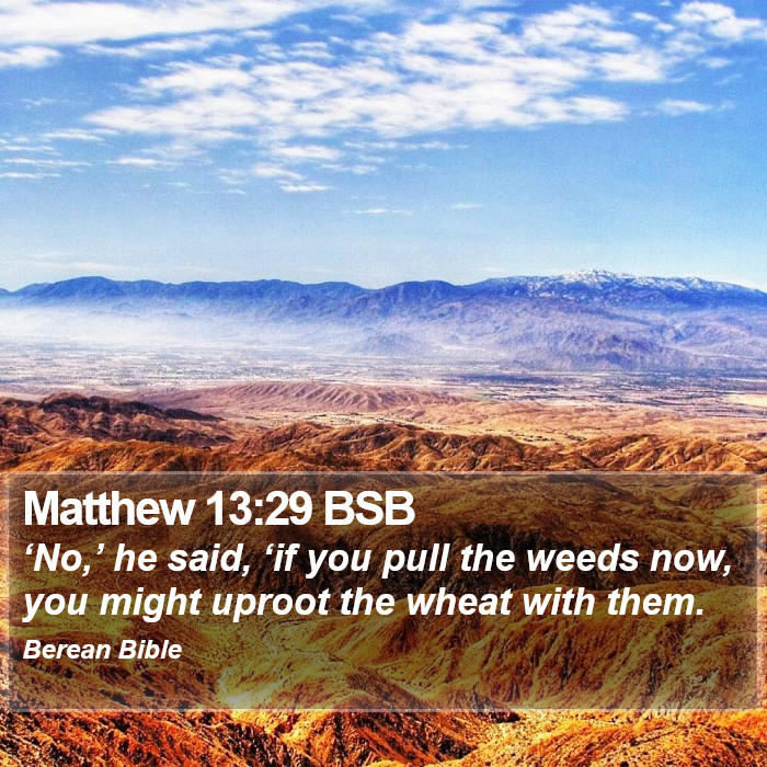 Matthew 13:29 BSB Bible Study