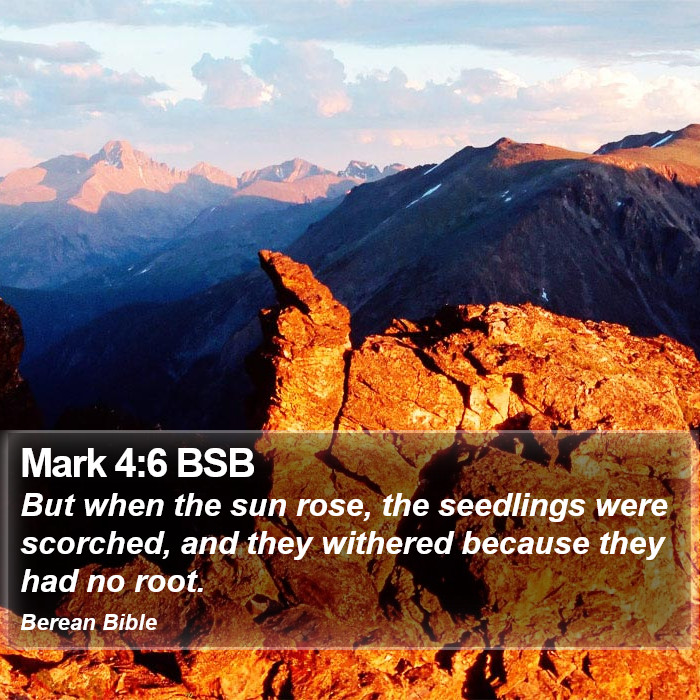 Mark 4:6 BSB Bible Study