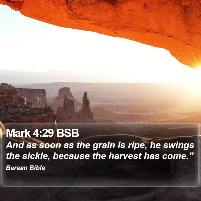 Mark 4:29 BSB Bible Study