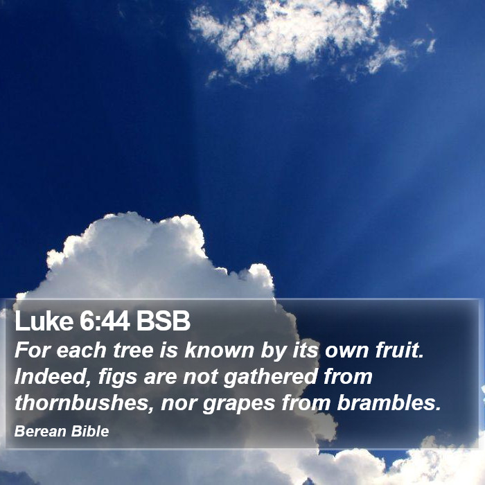 Luke 6:44 BSB Bible Study