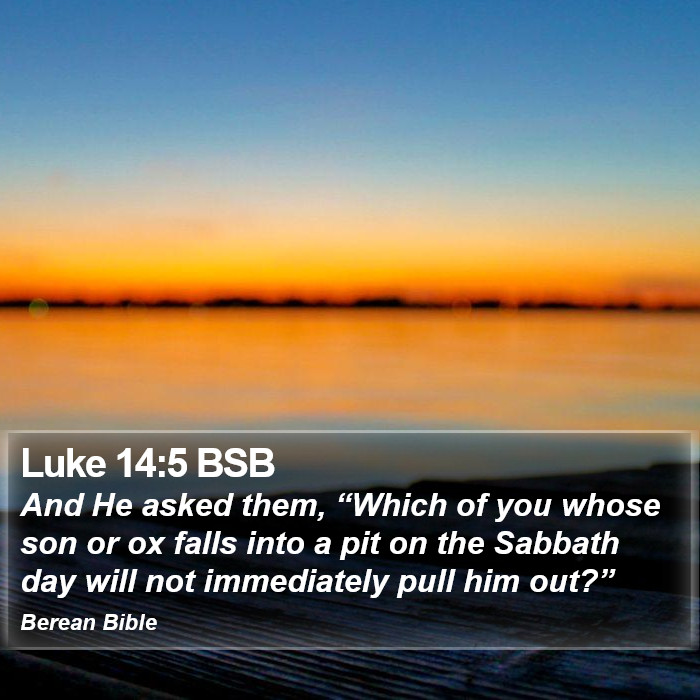 Luke 14:5 BSB Bible Study