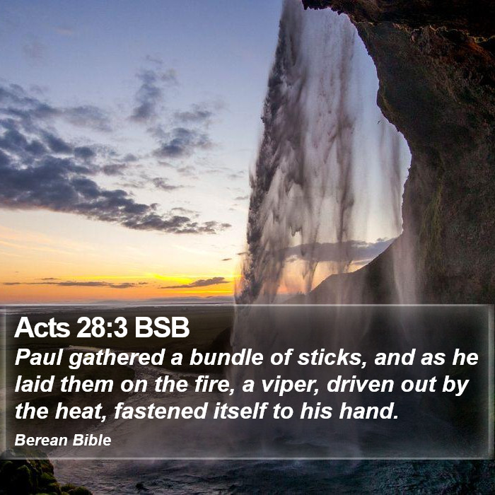 Acts 28:3 BSB Bible Study