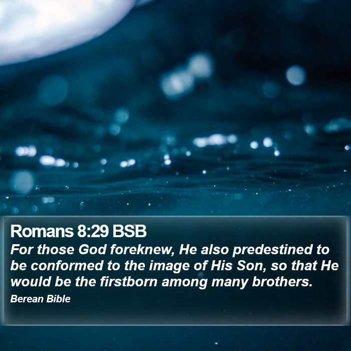 Romans 8:29 BSB Bible Study