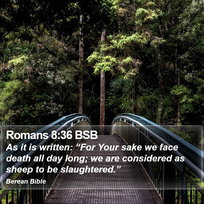 Romans 8:36 BSB Bible Study