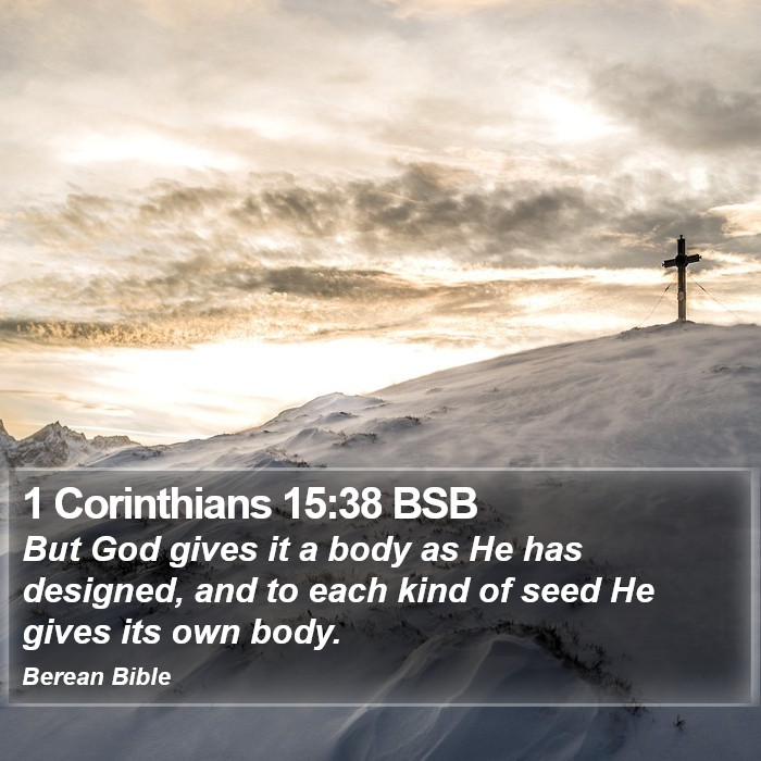 1 Corinthians 15:38 BSB Bible Study